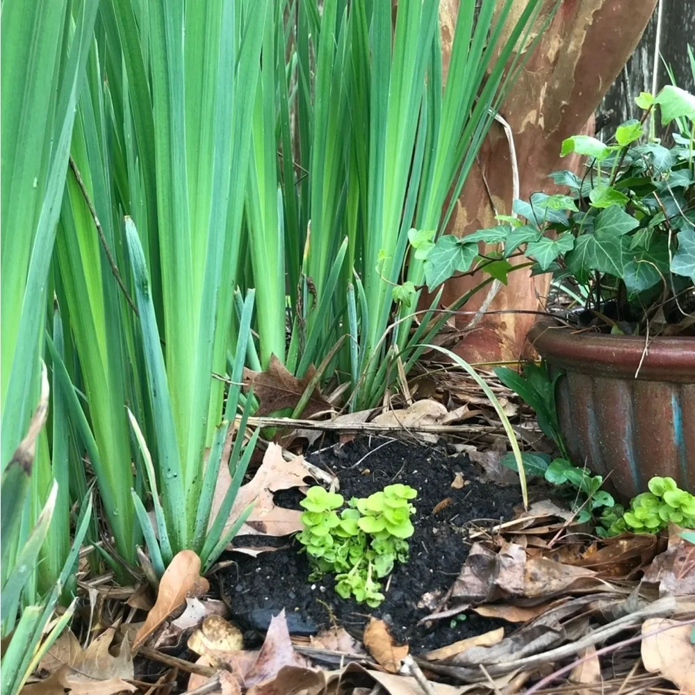 4 Yellow Flag Iris rhizomes (2026) trimmed for bog, ponds, and garden - Picture 3 of 5